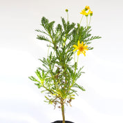 Paquerette Amarillo