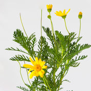Paquerette Amarillo
