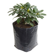Pittosporum Tobira Enano