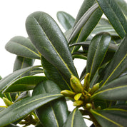 Pittosporum Tobira Enano