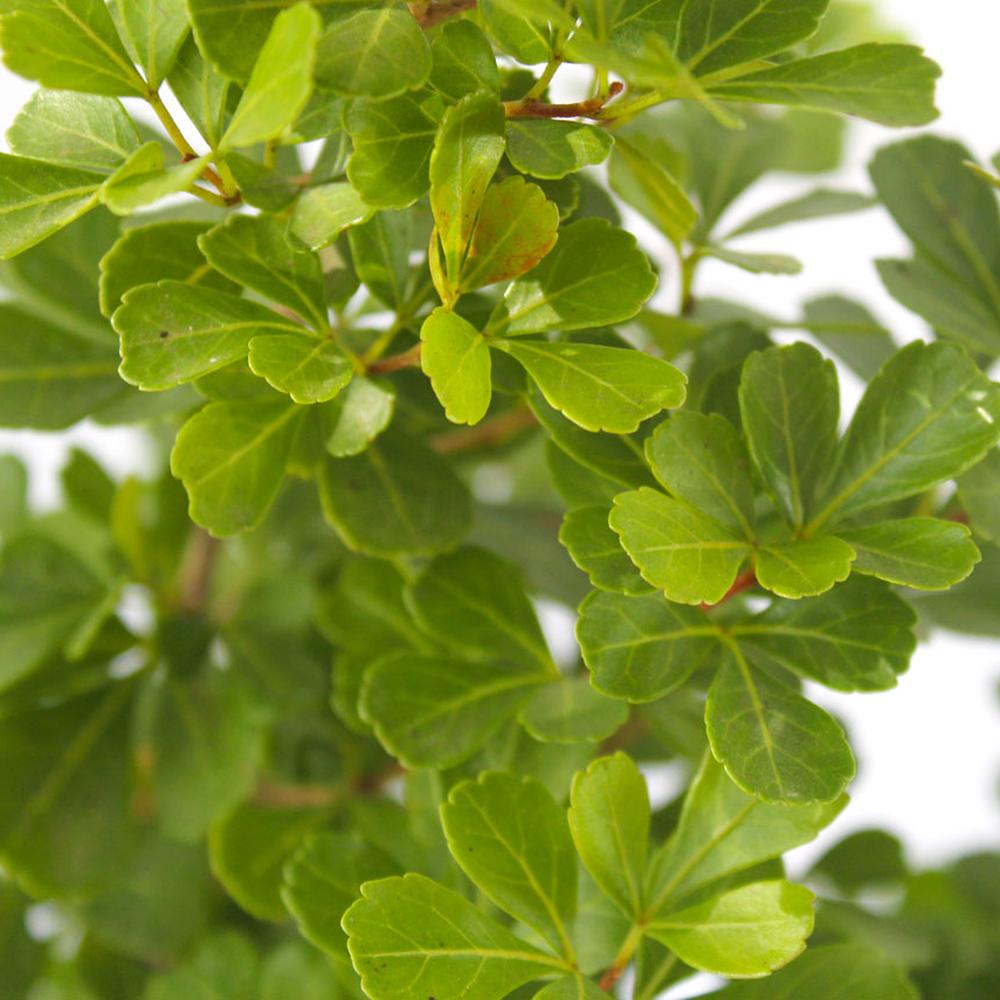 Rhus