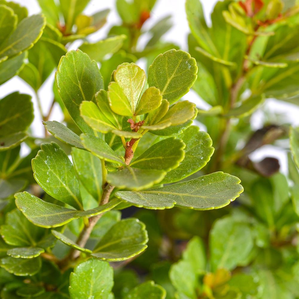 Rhus