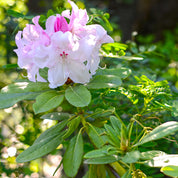 Rododendro