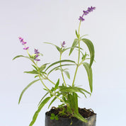 Salvia Leucantha