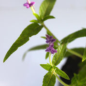 Salvia Leucantha
