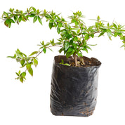 Abelia Enana