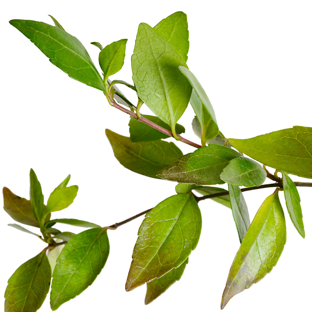 ARBUABENB25X25_1.jpg