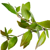 Abelia Enana
