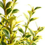 Boj Variegado