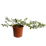 Ceanothus Rastrero