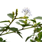 Ceanothus Rastrero