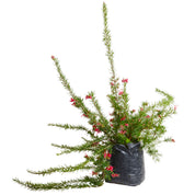 Gravillea Junipera