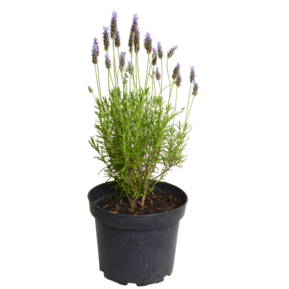 Lavanda Francesa