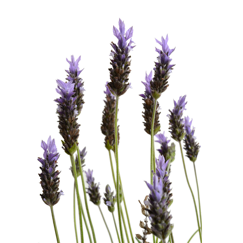 Lavanda Francesa