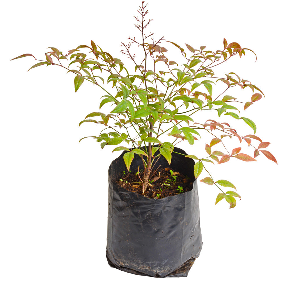 Nandina