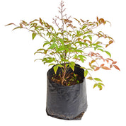 Nandina