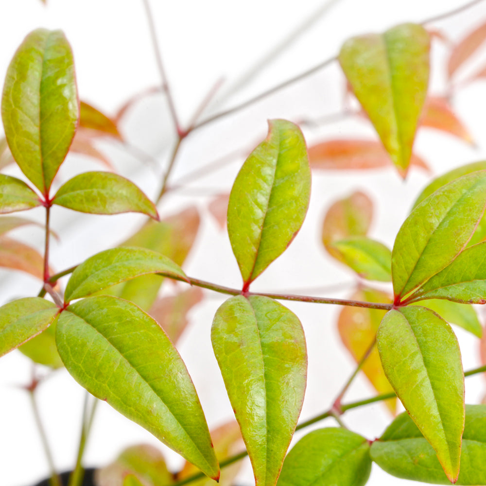 Nandina