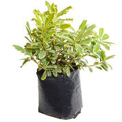 Pittosporum Tobira Variegado Enano