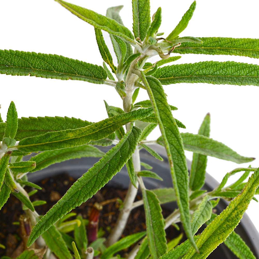 Salvia Leucantha