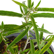 Salvia Leucantha