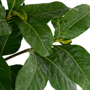 Gardenia