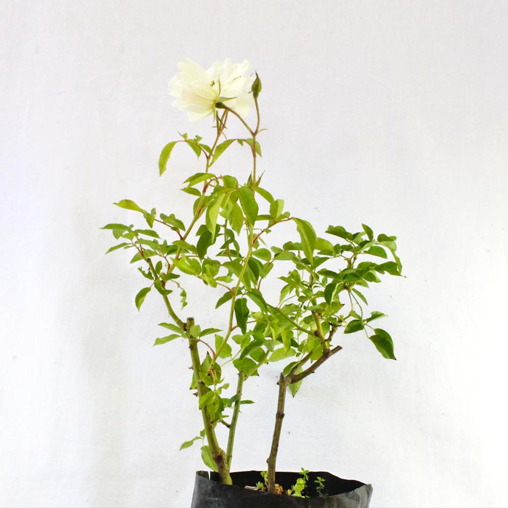 ARROICB27X27_0.jpg