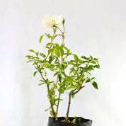 Rosa Iceberg