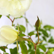 Rosa Iceberg