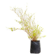 Spirea Thumbergii