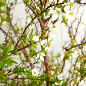 Spirea Thumbergii