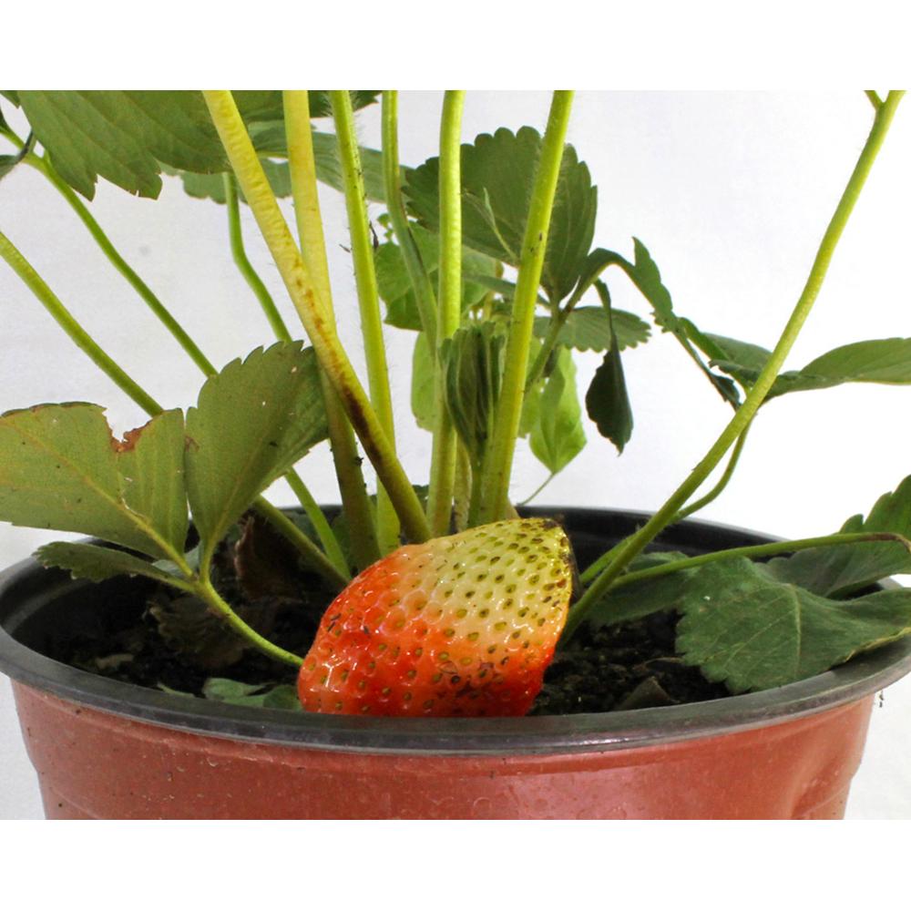 Frutilla Albion
