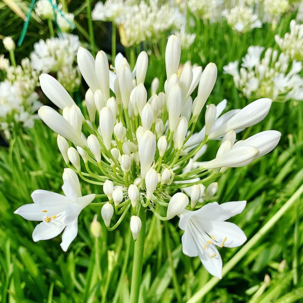 Agapanto Blanco