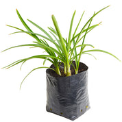 Agapanto Enano Blanco