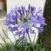 Agapanto Azul