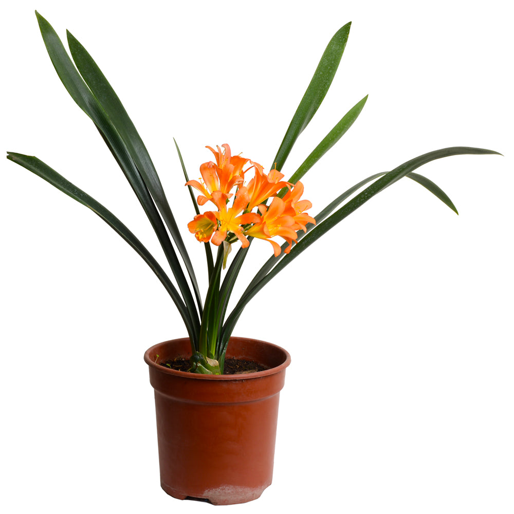 Clivia