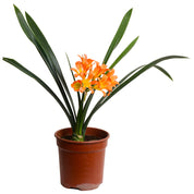 Clivia