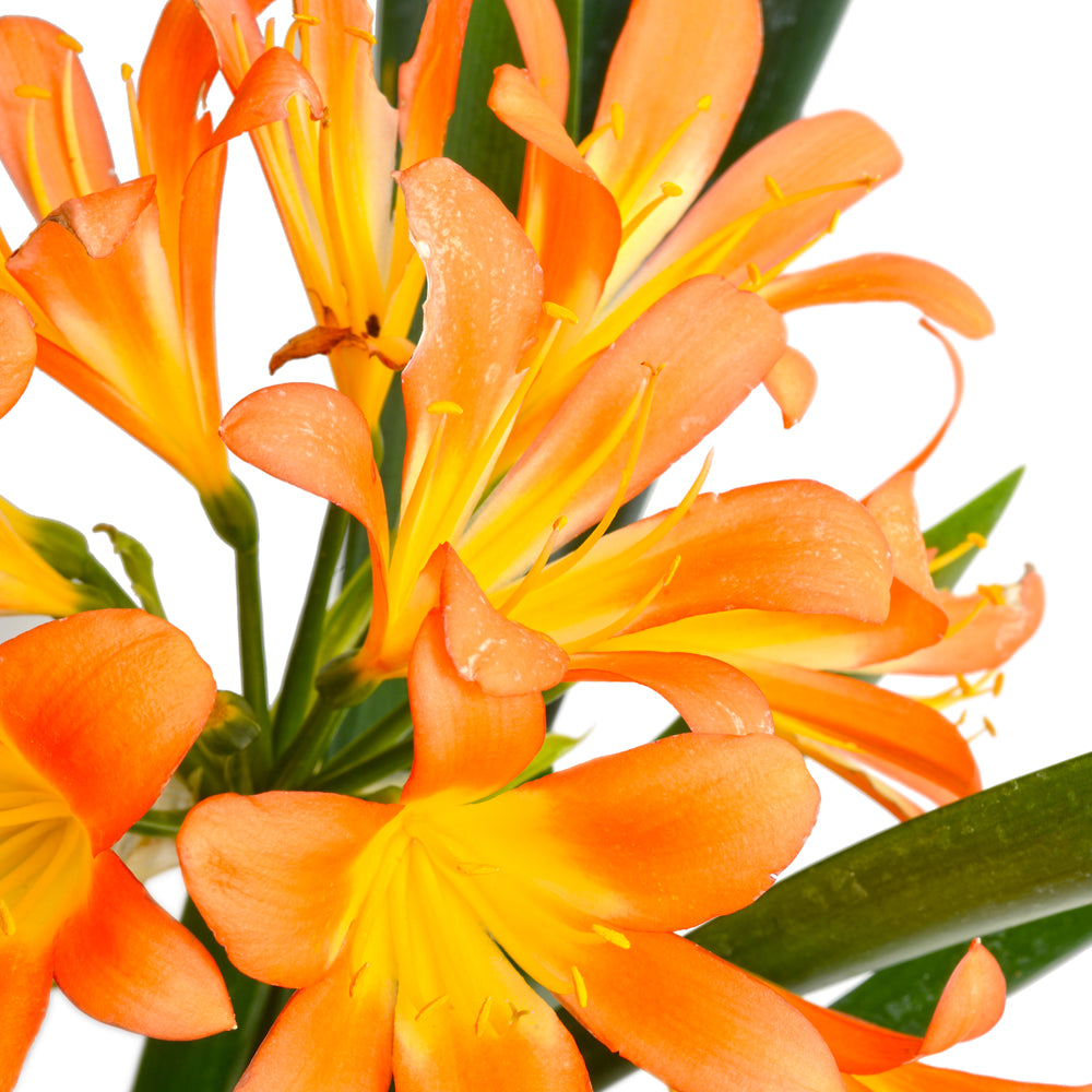 Clivia