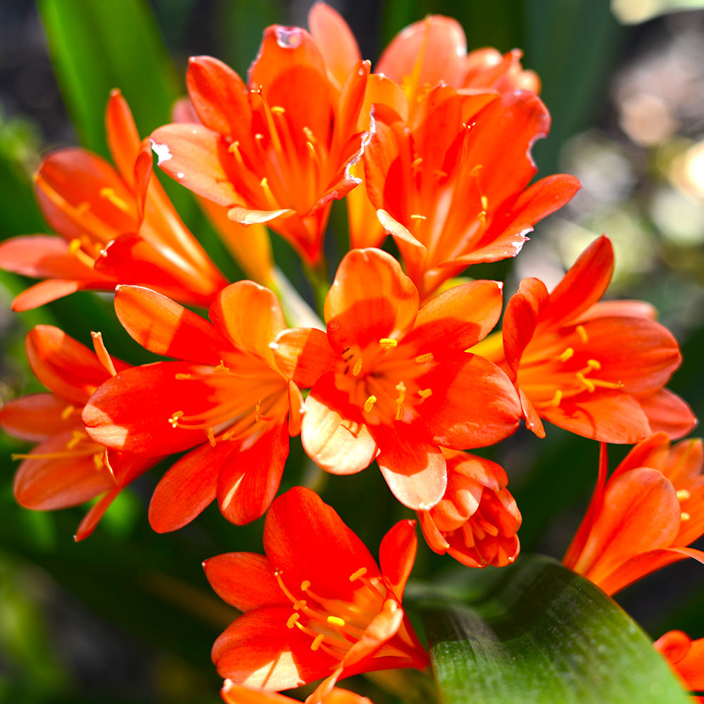 Clivia