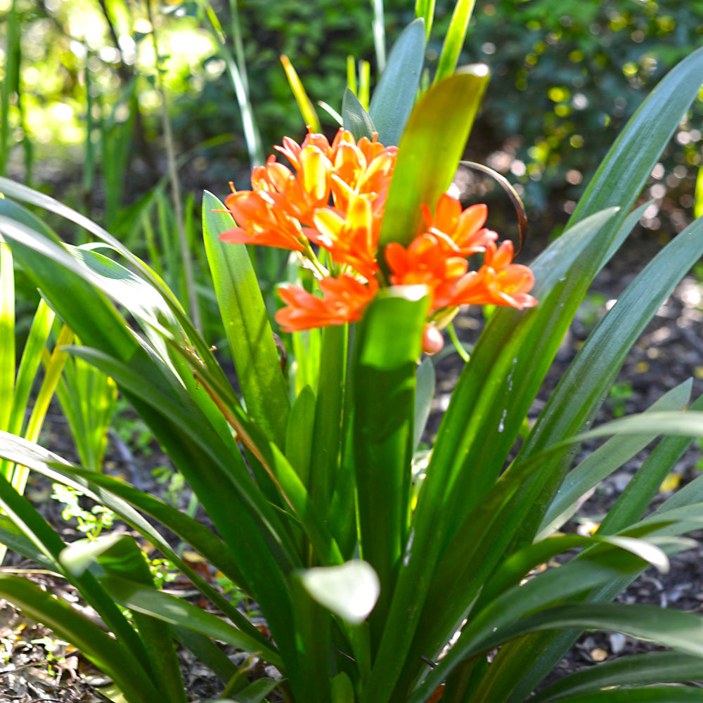 Clivia