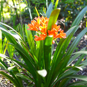 Clivia