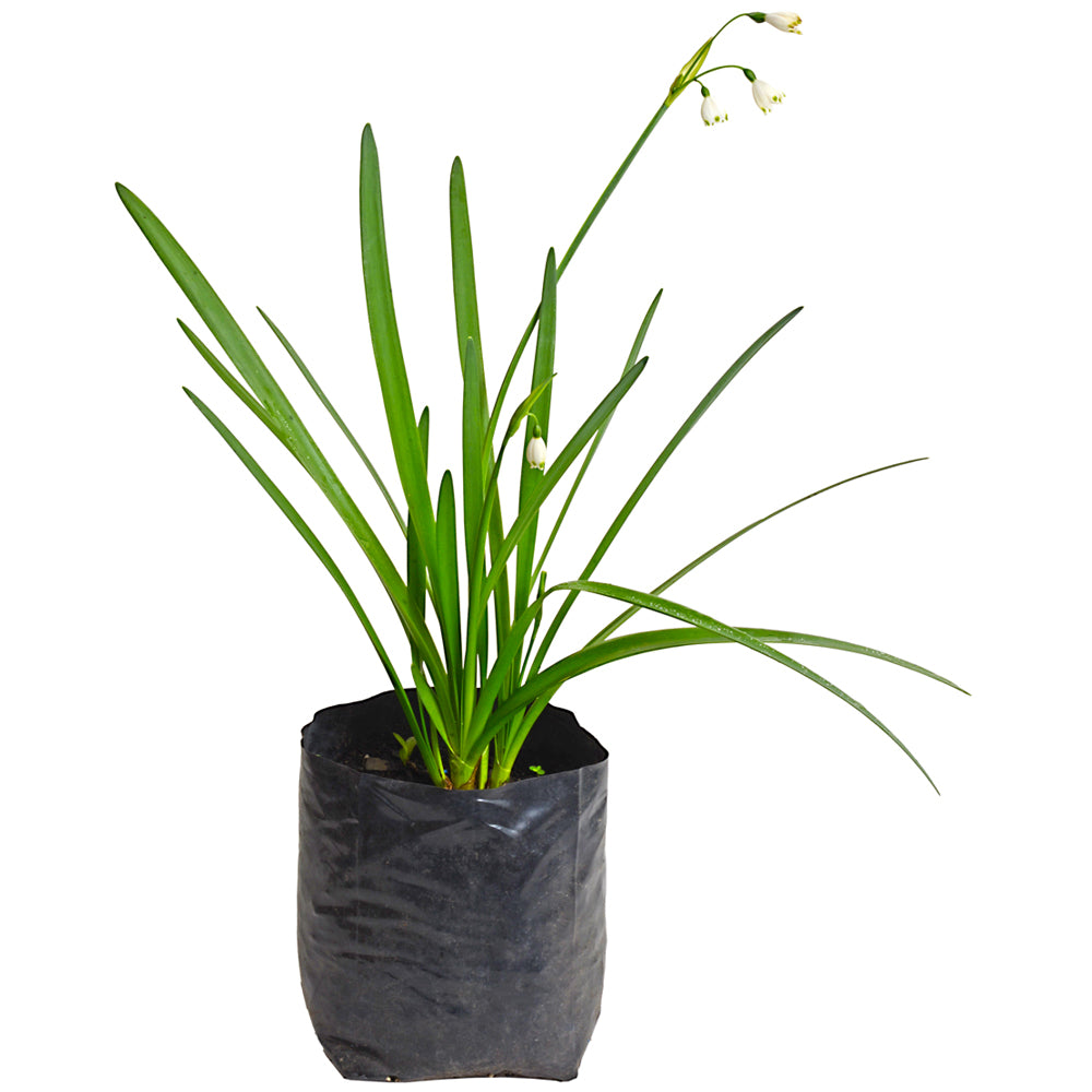 Leucojum