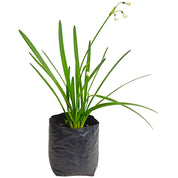Leucojum