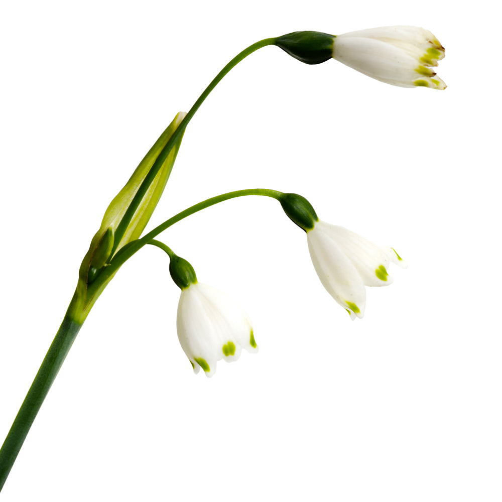 Leucojum