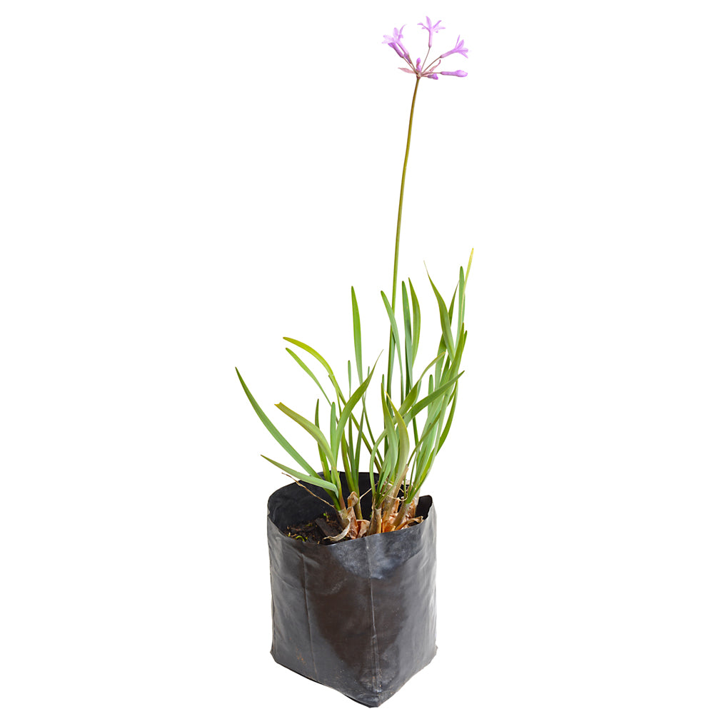 Wild Garlic – Pink