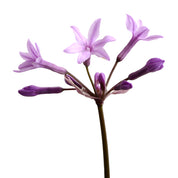Tulbaghia