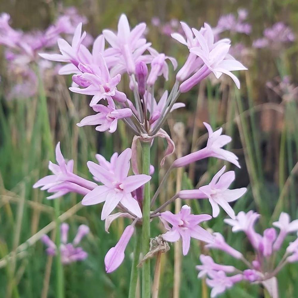 Tulbaghia