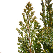 Ellwoodii - Pino Azul