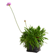 Armeria Maritima
