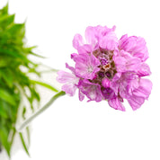 Armeria Maritima
