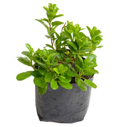 Convolvulus Rastrero